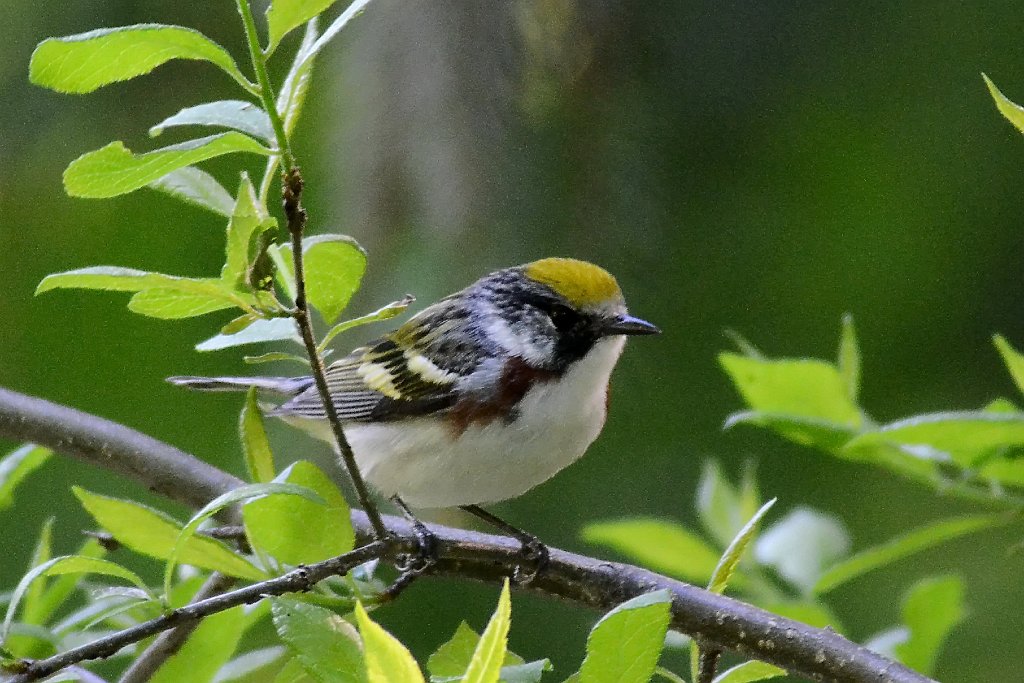 Warbler, Chestnut-sided, 2012-05121748 Mount Auburn Cemetery, MA.JPG - Chestnut-sided Warbler. Mount AUburn Cemetery, Cambridge, MA, 5-12-2012